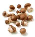 champignon brun